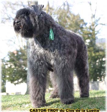 bouvier des flandres du clos de la luette - copyright d&eacute;pos&eacute;